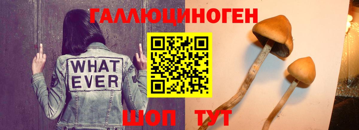 Галлюциногенные грибы мицелий  Вход с VPN  Богородск  Псилоцибиновые грибы мицелий 